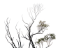 Dead Trees (51)