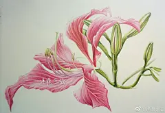 紫荆花，花色紫红，形如蝴蝶，景色奇特，艳丽可爱～ ​

#手绘##彩铅#
投稿（@泽源手绘） ​​​​