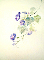牵 牛 花