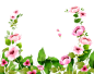 植物、叶子、花朵png@没有故事的七月