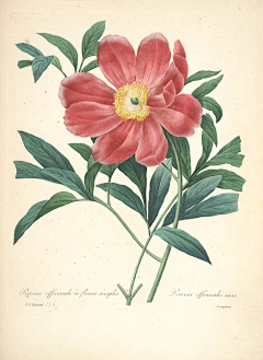 yesigrid采集到Choix des plus belles fleurs