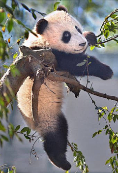 不爱深蓝爱浅蓝采集到熊猫