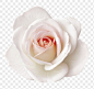 Download free png of PNG white rose, flower clipart, transparent background by kanate about flower png, flower, rose, white rose png, and white flower png 6184835