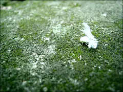 ididi  的插画 背负羽毛的不知名的虫儿～