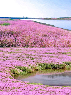 xingjianshikun采集到花海设计