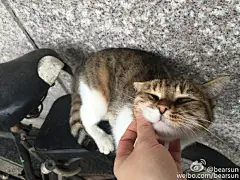 要不要打个招呼啊？反正你们都有成为表情包的潜力