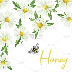 以养蜂、蜜蜂、蜂蜜为主题的水彩画、明信片、海报。白色背景上开着可爱的蜜蜂和甘菊花。