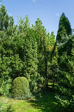 美丽的园林与常青树。黄杨和西花蓟马，杜松为中心。和平的气氛。阳光明媚的景观，新鲜的壁纸和自然背景