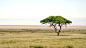 非洲萨凡纳的孤独树