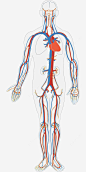 人体血液循环高清素材 png 页面网页 平面电商 创意素材 png素材