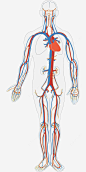 人体血液循环 创意素材