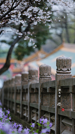 花妖慕禅采集到那些花儿