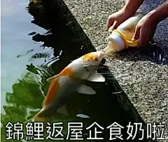 锦鲤表情包