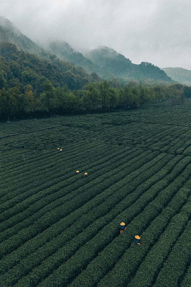云雾缭绕的西子湖畔，孕育着最鲜的春茶
摄...