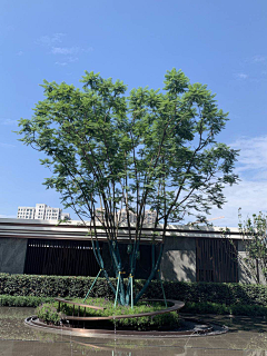 &醉舞经阁半卷书采集到Z景观-植物选型