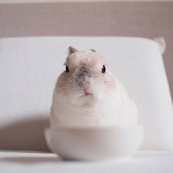 日本一只4岁的小兔子toro超可爱看着就被治愈了67676767