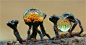 Metatrichia floriformis Foto & Bild | pflanzen, pilze & flechten, pilze & flechten, myxomyceten Bilder auf fotocommunity