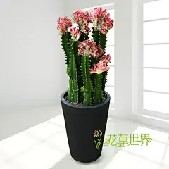 巴西龙骨 
大戟科，大戟属