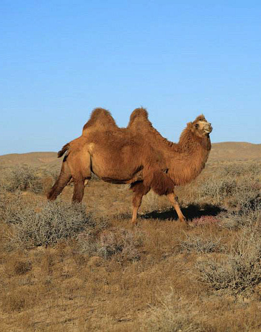 偶蹄目胼足亚目骆驼科双峰驼野骆驼