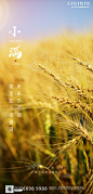【源文件下载】 房地产 小满 二十四节气 清新 稻谷 麦子