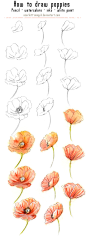 125 - Draw and paint poppies by Scarlett-Aimpyh