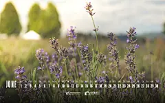 2015年6月份月历45961_月历壁纸_卡通插画类_图库壁纸_联盟素材