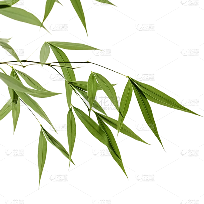 绿色树叶静态贴纸素材-花瓣网