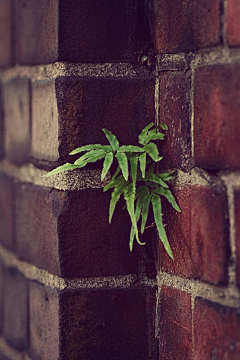 程伊采集到听雨