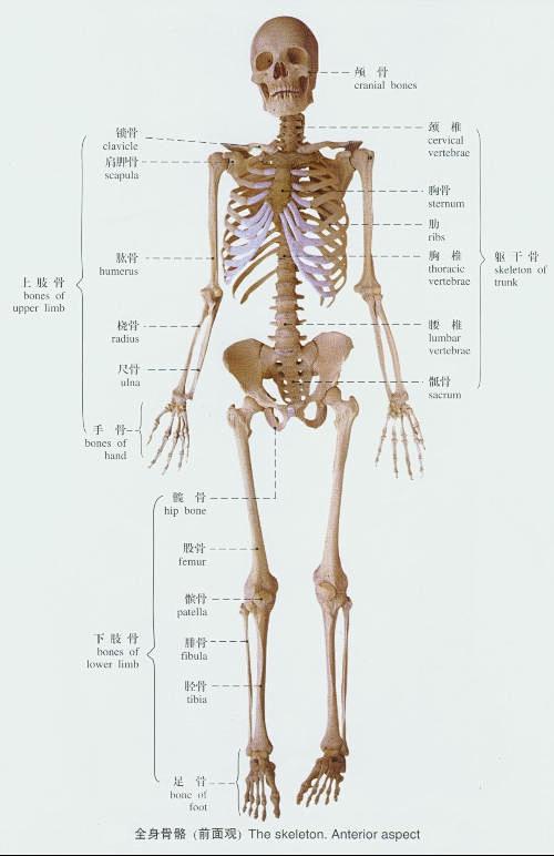 求一幅人体骨架图，还有详细的各骨骼名称。