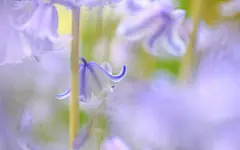 唯美好看的花卉图片电脑壁纸