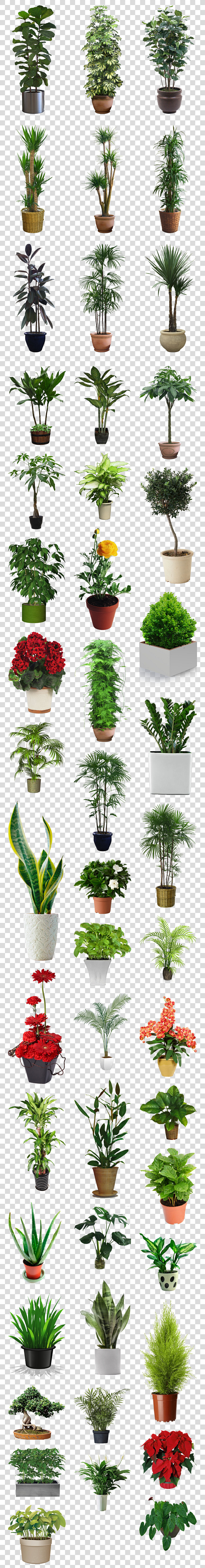 发财树金钱树金色盆栽png透明免扣素材花盆盆景环境设计室内矢量透明