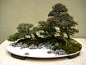 bonsai - Resultados Yahoo Search Results Yahoo Search da busca de imagens