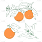 橙子,绘画插图,轮廓,花朵,枝,柑橘属,叶子,矢量,分离着色,树