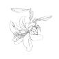 百合花2_PNG线稿素描手绘植物花水仙菊化妆品包装海报平面AI矢量设计素材