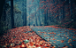 light landscapes trees autumn (season) forest leaves roads depth of field silence fallen leaves  / 2560x1600 Wallpaper