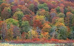 宽屏红叶壁纸桌面壁纸1