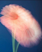 Tumblr