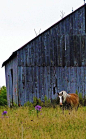 Old Barn and Horse