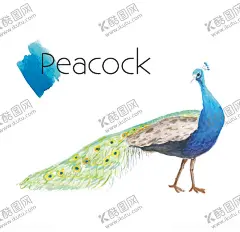 孔雀 【酷图网】孔雀,孔雀开屏,孔雀毛,羽毛,开屏,蓝孔雀,绿孔雀,刚果孔雀,白孔雀,孔雀素材,孔雀设计,孔雀壁纸,孔雀摄影,孔雀高清,水彩图案,孔雀拍摄,孔雀园,孔雀世界,孔雀生活,孔雀矢量图,鸟,鸟类,大鸟,大鸡,鸡雉,唯美,动物,野生动物