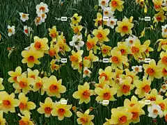 水仙花 黄色 复活节的钟声 花 花壁纸 花卉背景 春天 自然