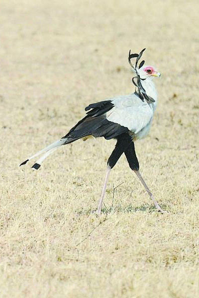鹰形目蛇鹫科蛇鹫属蛇鹫