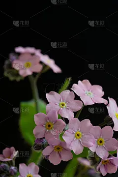 黑色背景上的粉红色勿忘我