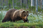 wild, animals Бурый медведьphoto preview