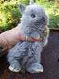 grey furry bunny being held by a persons hand