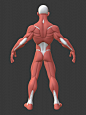 Stylized Male Anatomy Ecorche