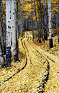 A Pathway Through The Aspens Photograph