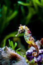 endangered Rainbow Seahorse. | In the water