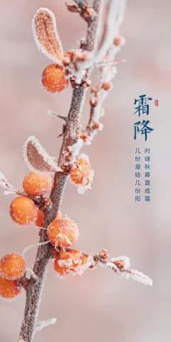 霜降节日节气唯美简约大气插画海报