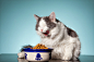 Top 5 Best Cat Foods For Sensitive Stomach Vomiting : As a household with three cats, we know how frustrating it can be to have one kitty in particular that pukes frequently. For that reason, we've compiled our list of the five best cat foods for sensitiv