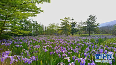 栀芓采集到植意——花海